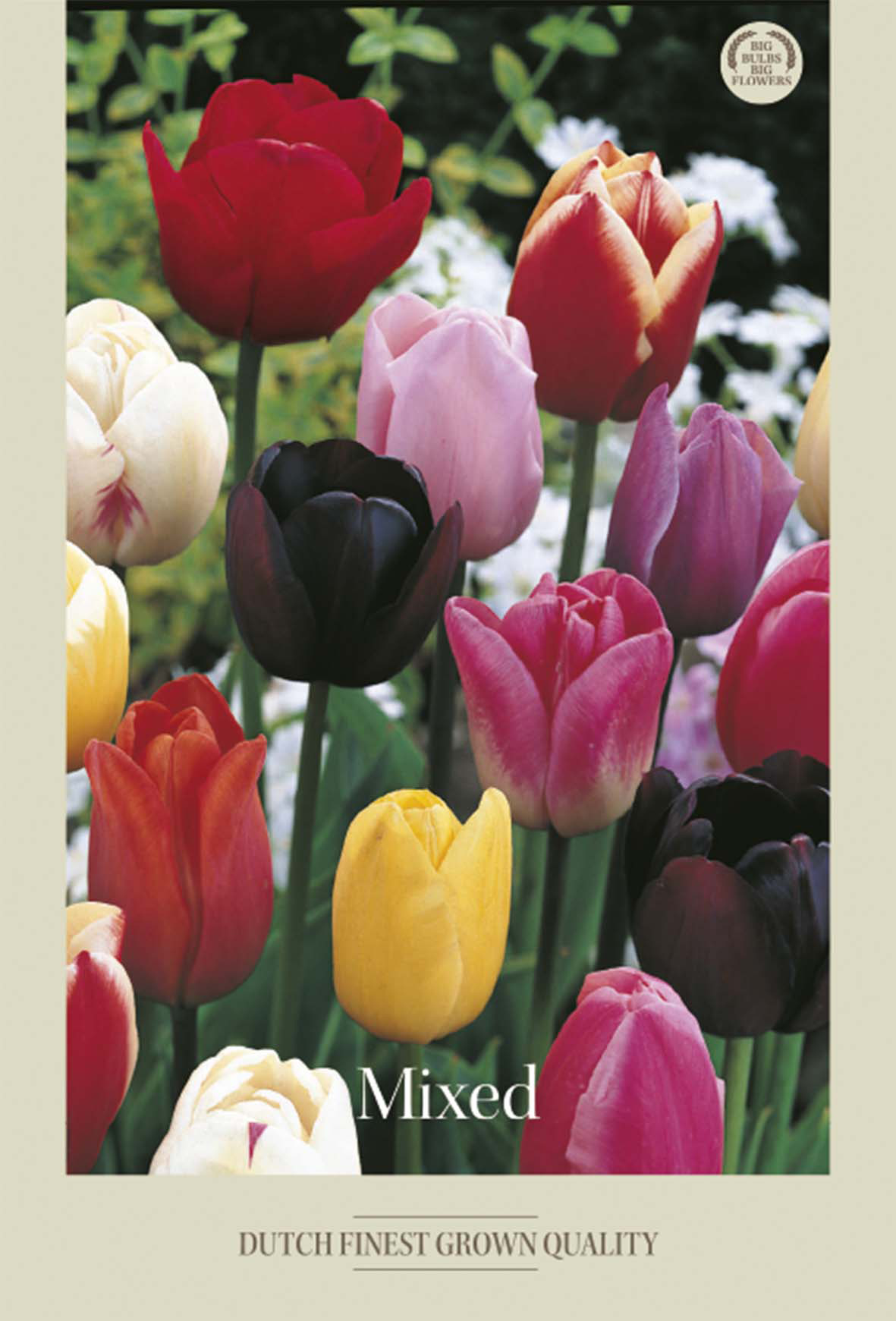 Tulpan Mixed 10-pack