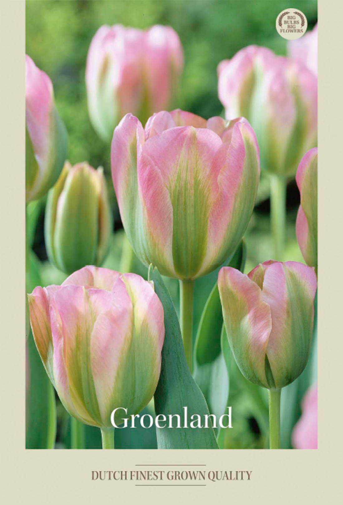 Tulpan Groenland 7-pack