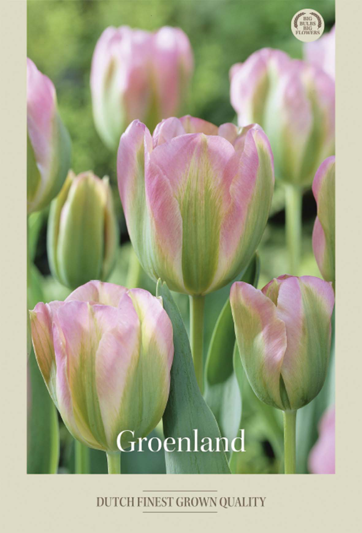 Tulpan Groenland 7-pack