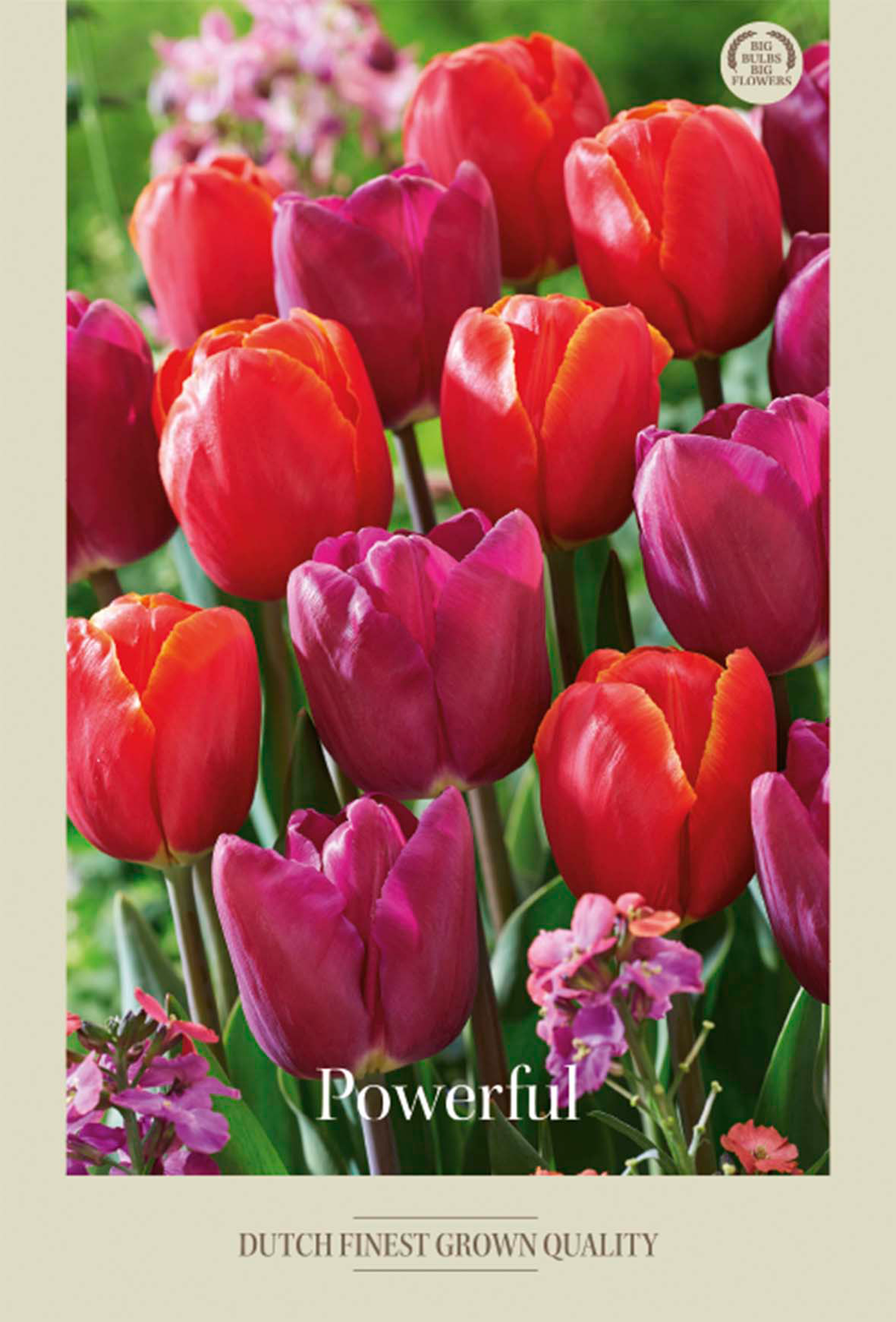 Tulpan Powerful 10-pack