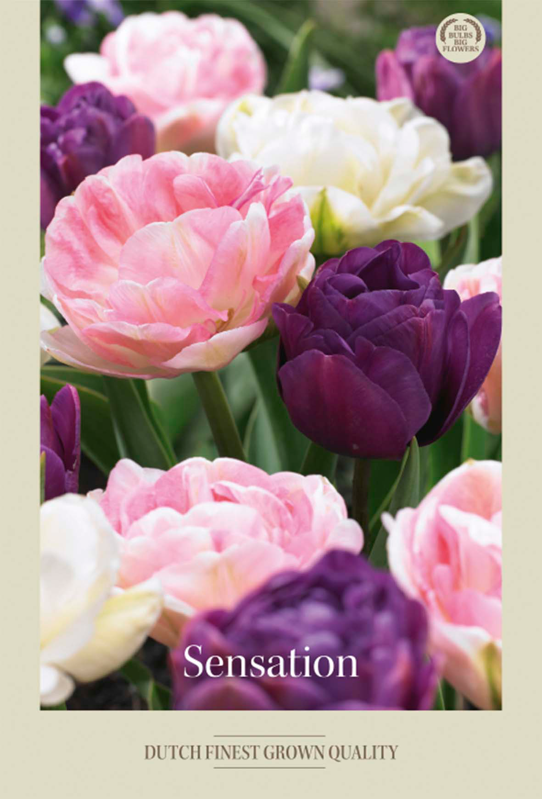 Tulpan Sensation 10-pack