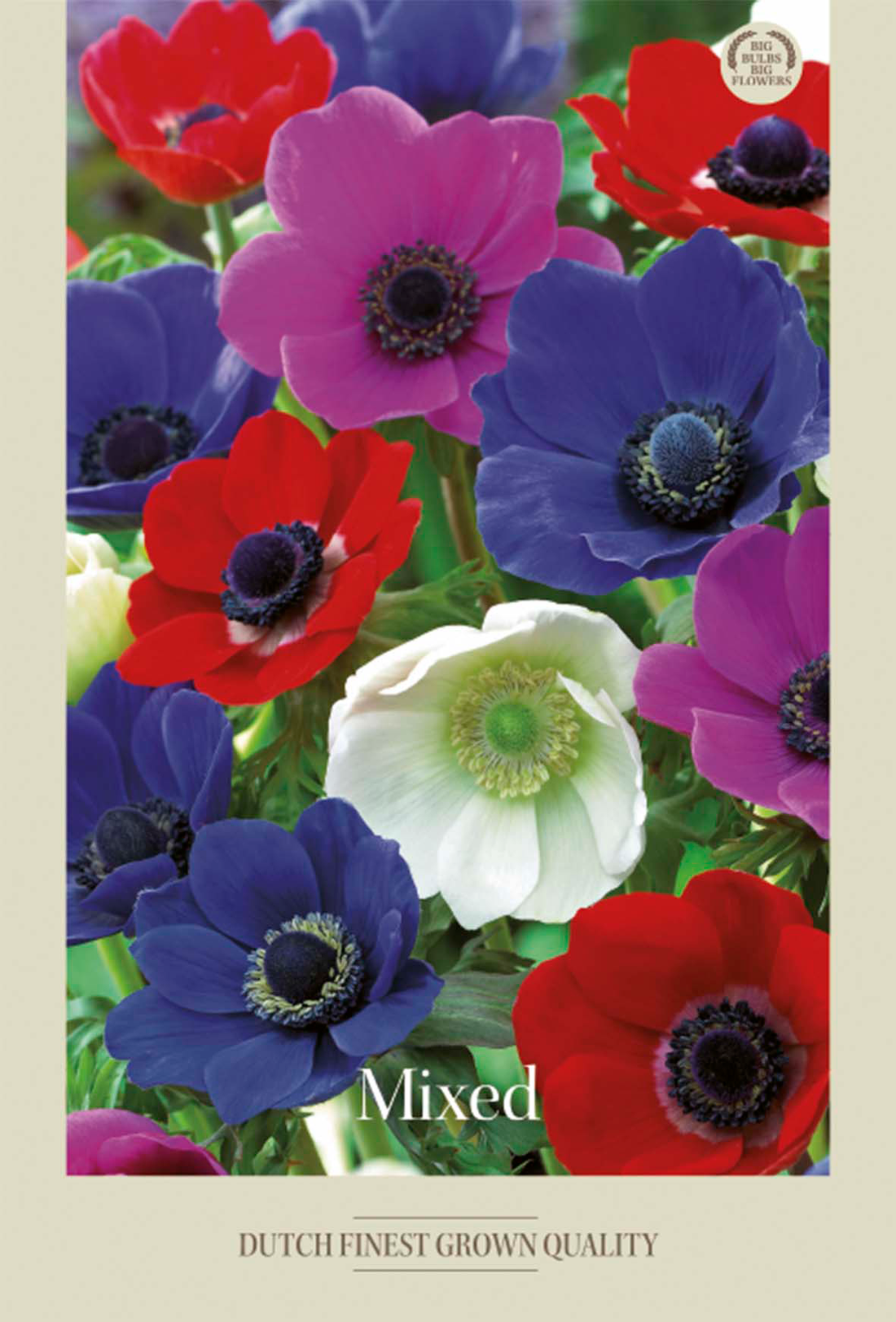 Anemone Mixed 20-pack