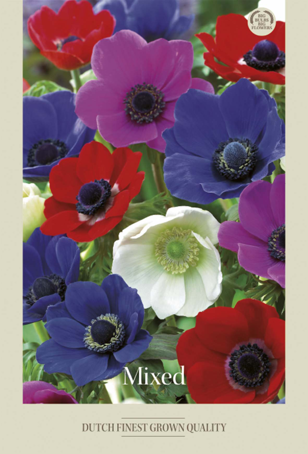 Anemone Mixed 20-pack