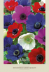 Anemone Mixed 20-pack