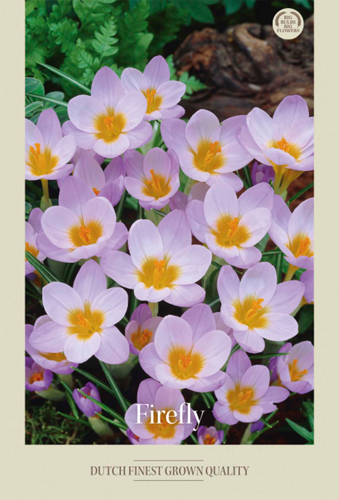 Krokus Sieberi Firefly 20-pack