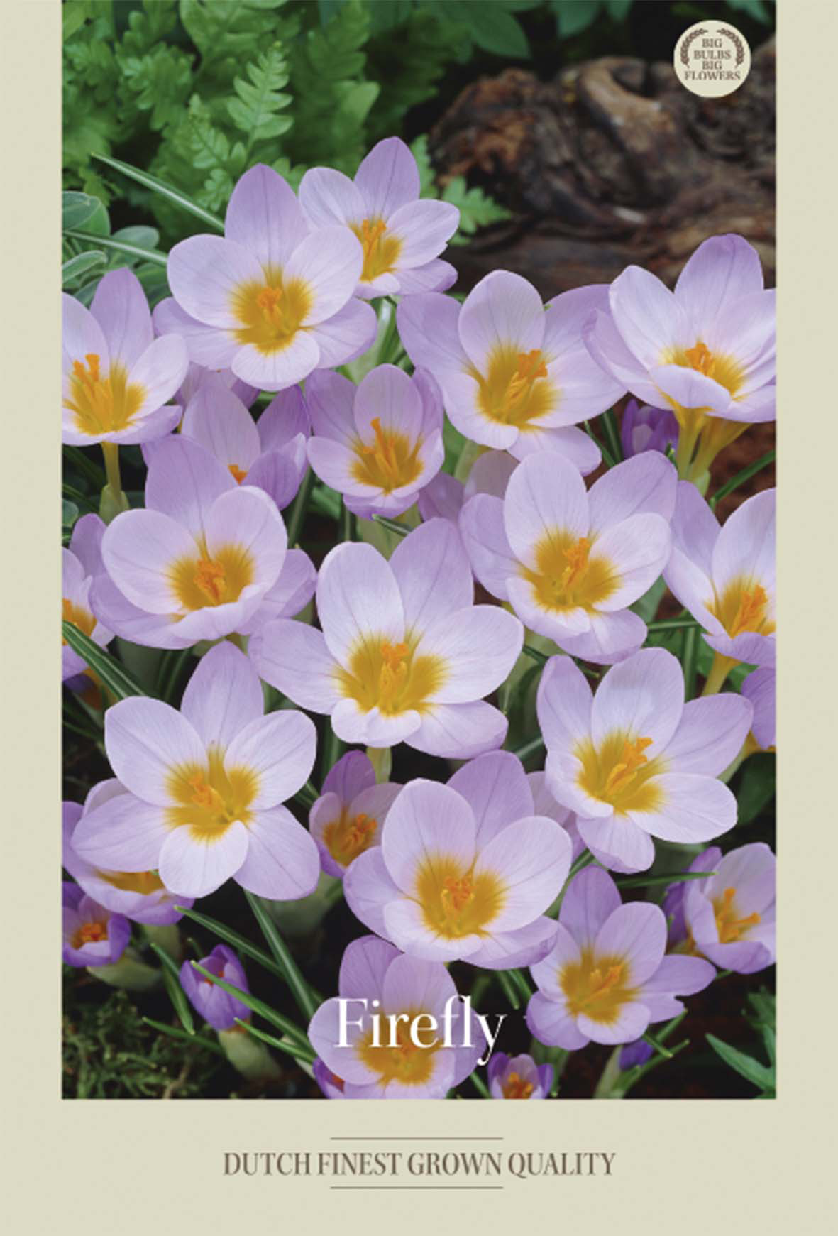 Krokus Sieberi Firefly 20-pack