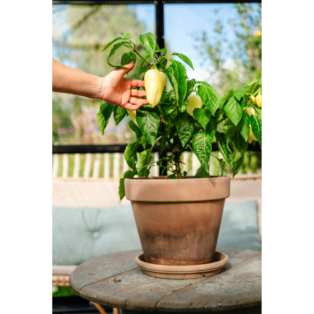 Paprika Amyka F1 vit