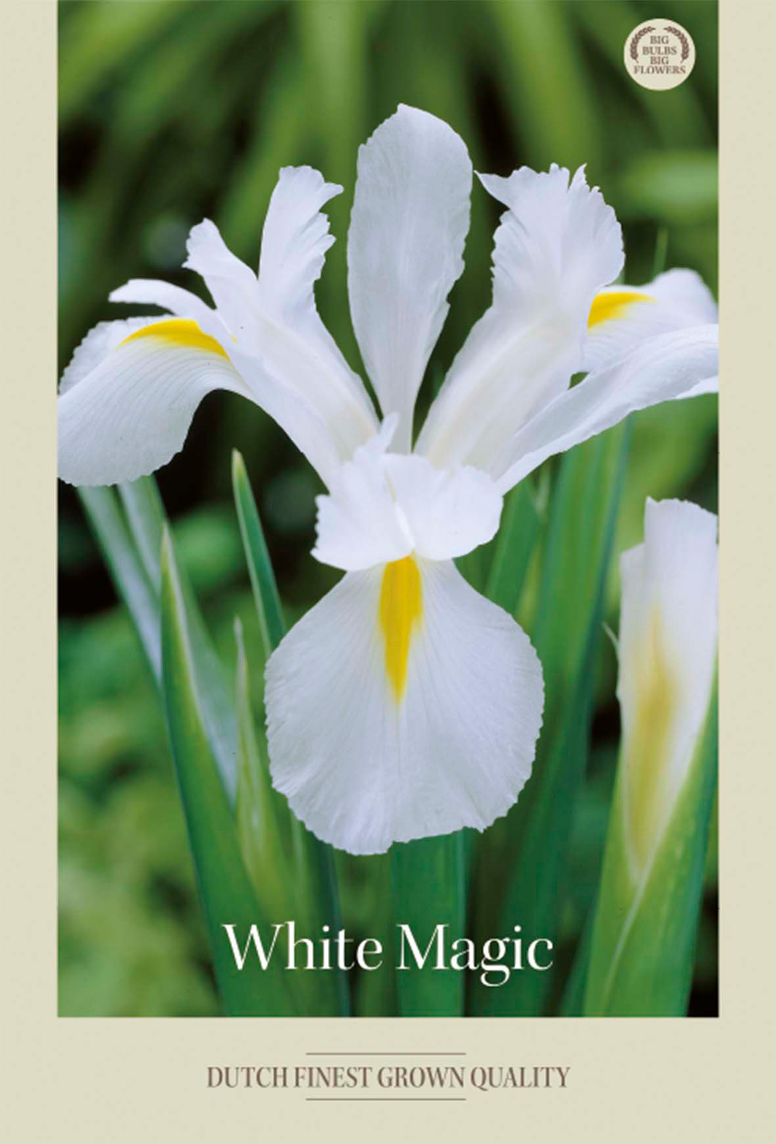 Iris White Magic 8-pack