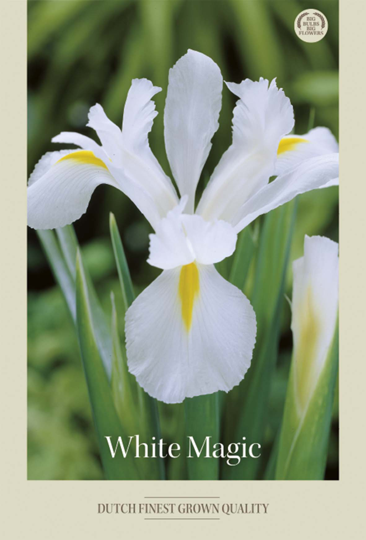 Iris White Magic 8-pack