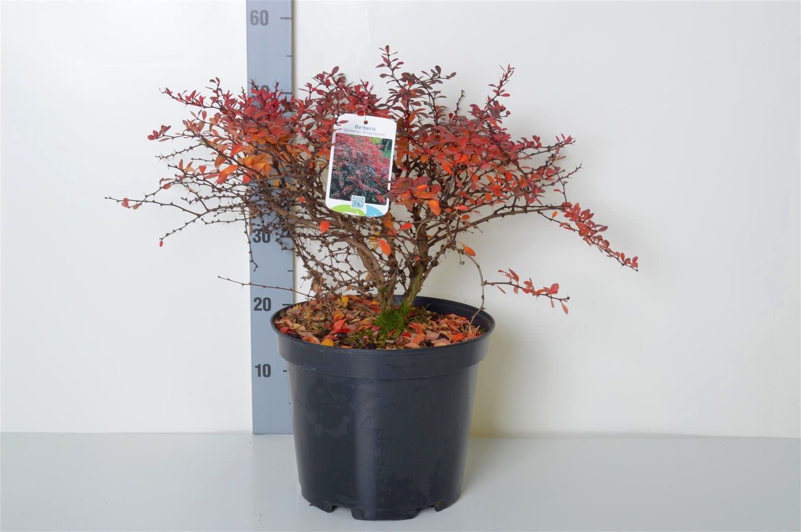 Berberis thunb. &