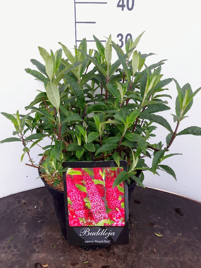 Syrenbuddleja d. &