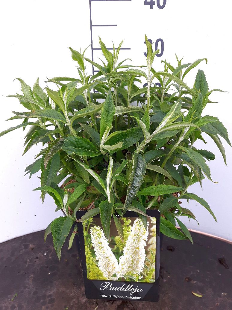 Syrenbuddleja d. &