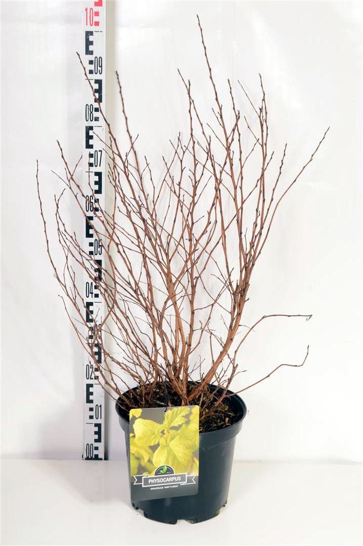 Smällspirea op. &