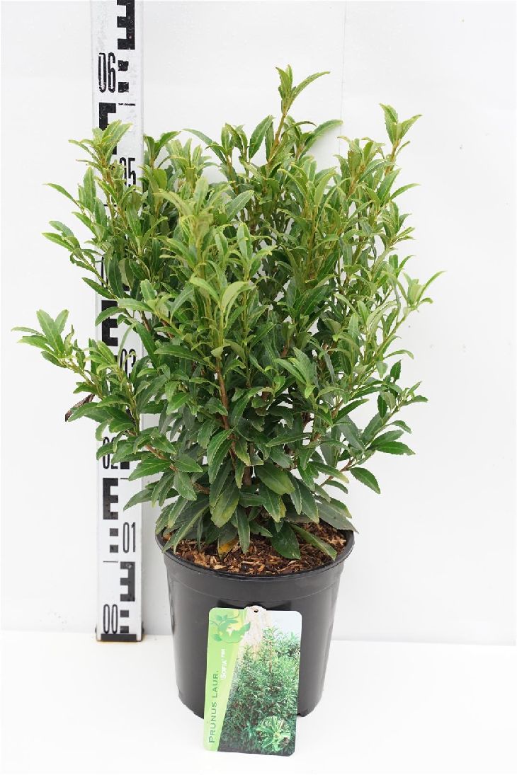 Körsbär laur. ‘Filigrow Sofia’® - C4/P21 30-40 CM