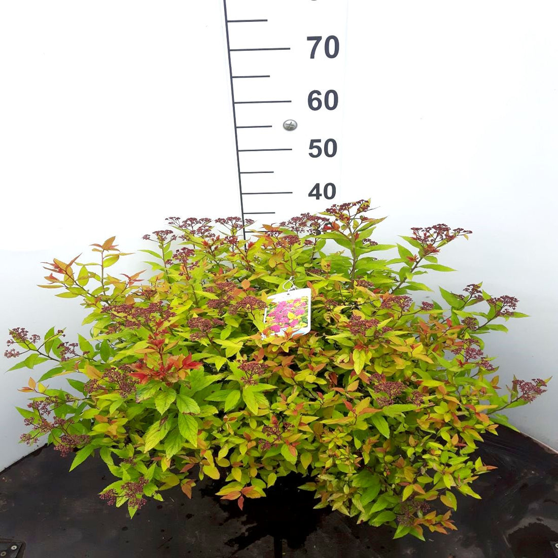Spiraea jap. &
