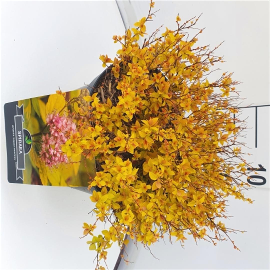 Spiraea jap. &