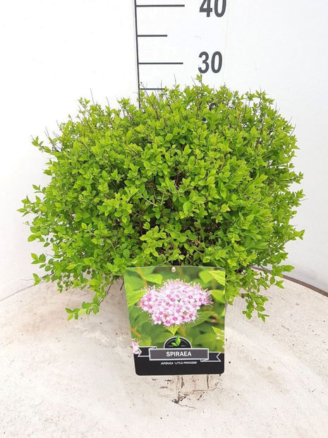 Spiraea jap. 'Little Princess'