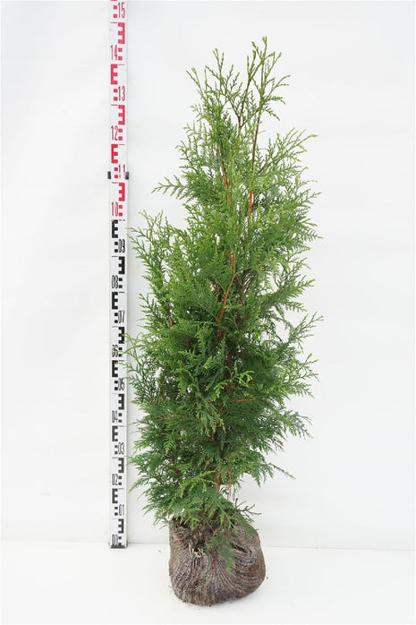 Thuja pl. 'Excelsa'