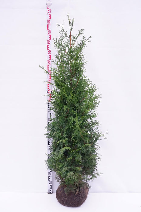 Thuja pl. 'Gelderland'