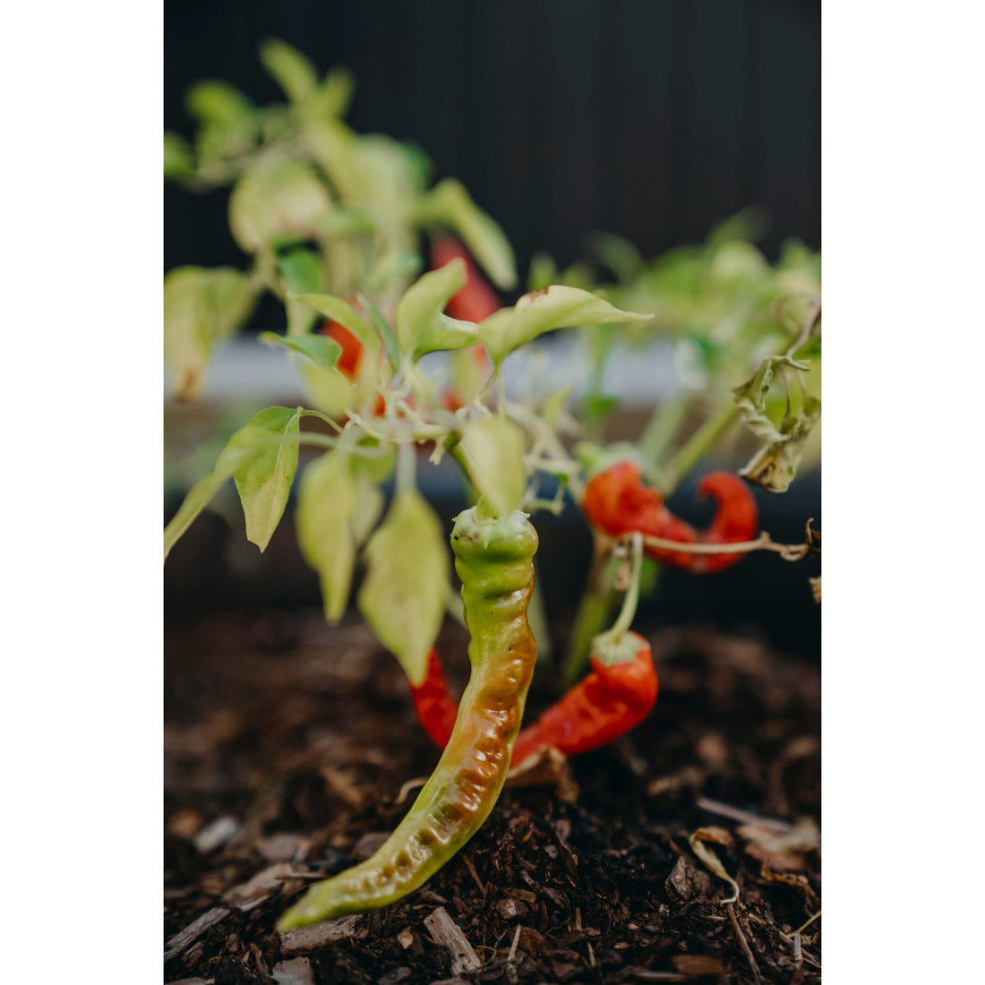 Chilipeppar Lombardo