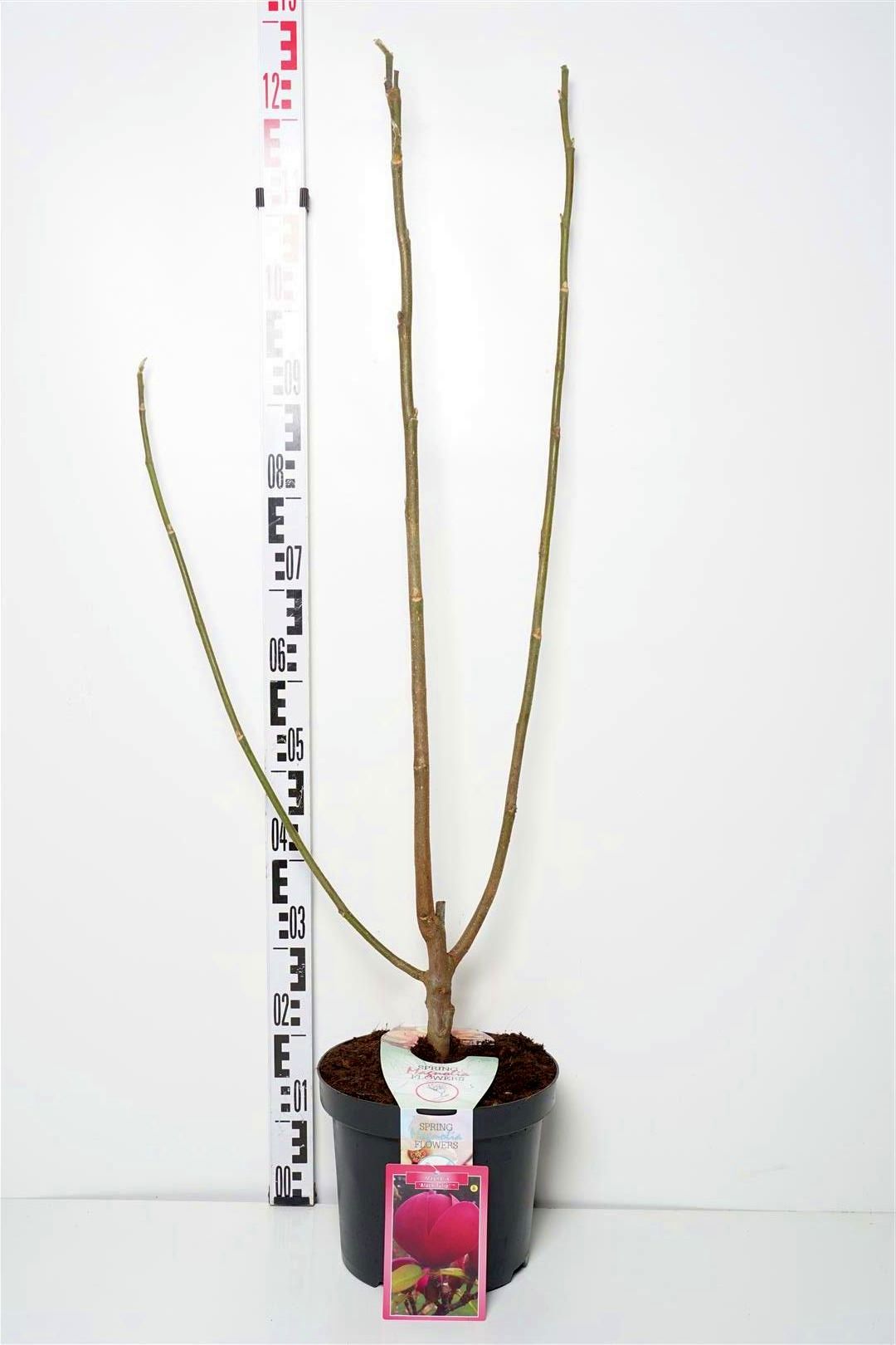 Magnolia &