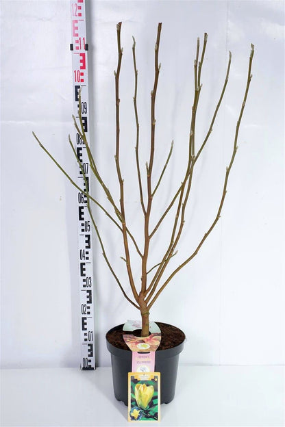 Magnolia &