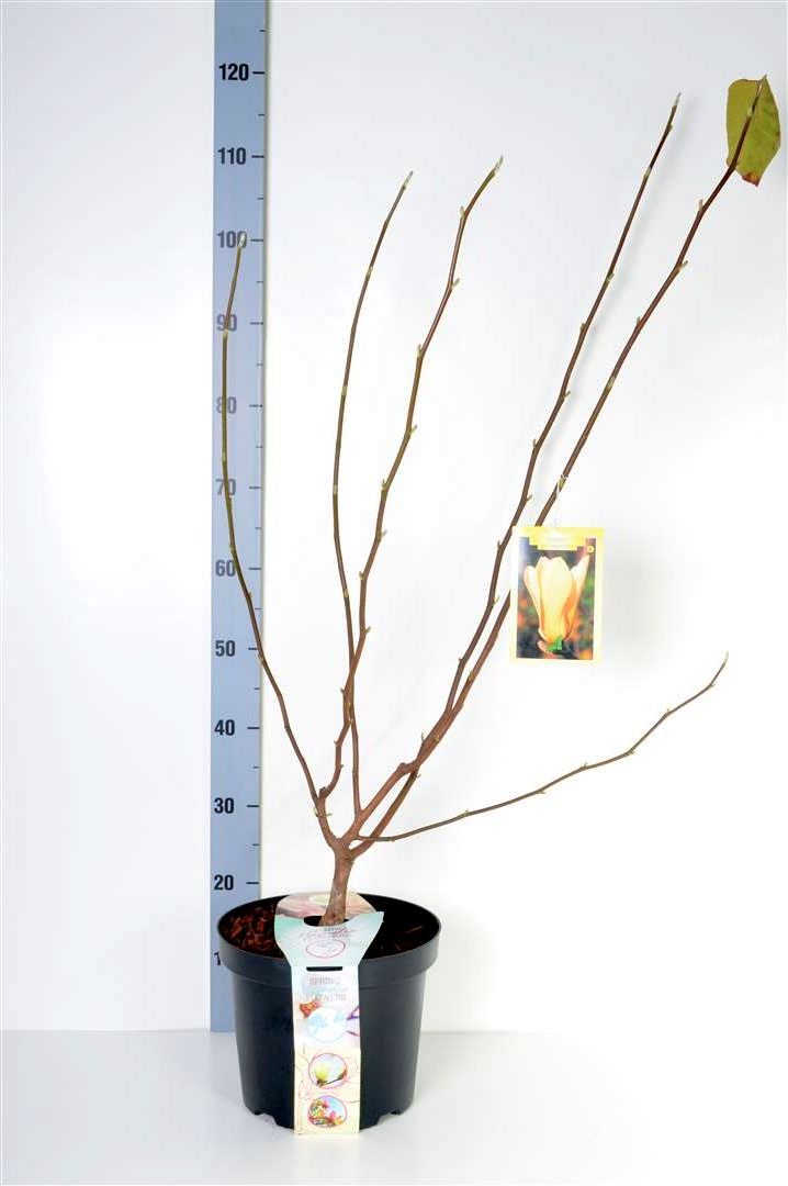 Magnolia &