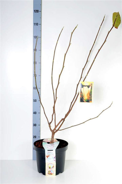 Magnolia &