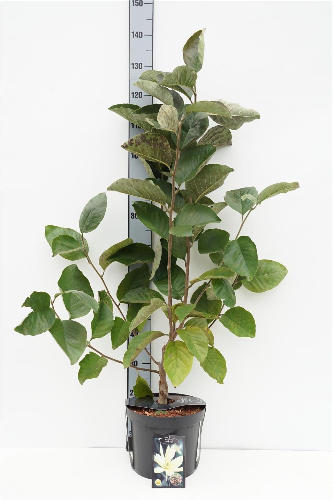 Magnolia &