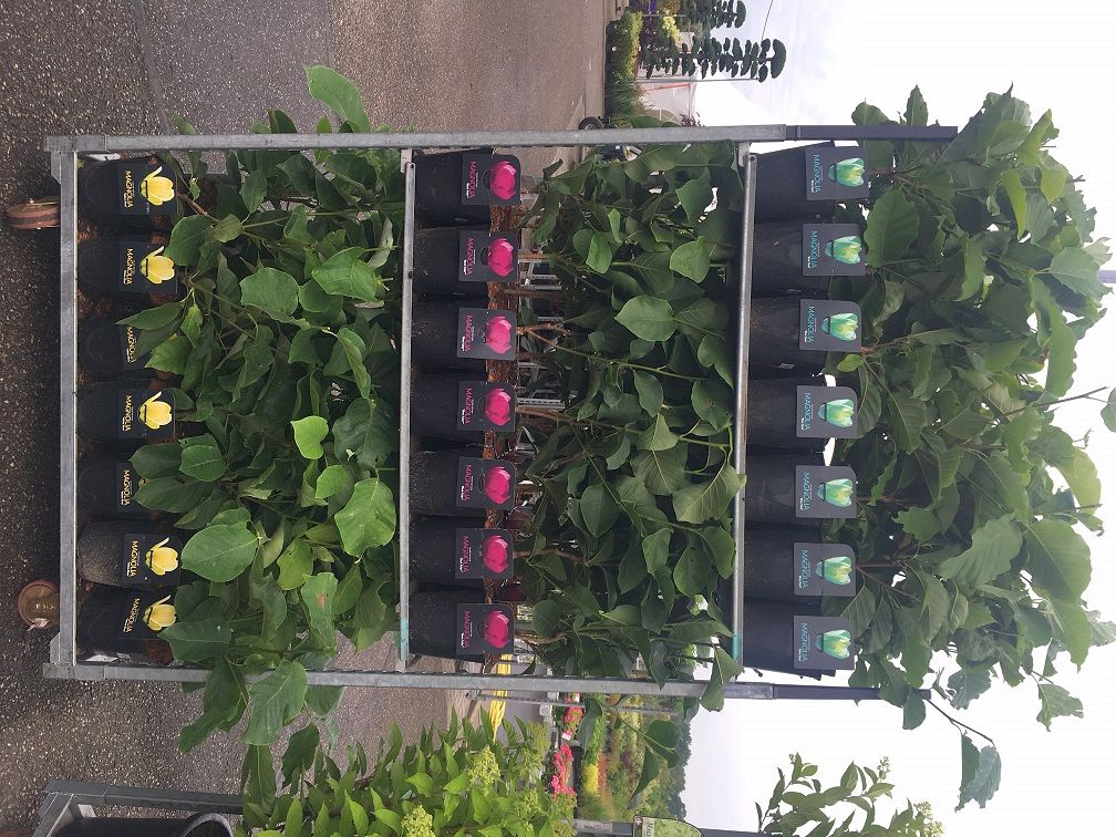 Magnolia, olika sorter C7,5 (7,5 liters kruka) 100+ cm