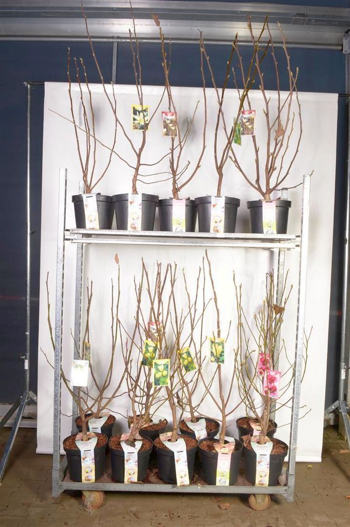 Magnolia, olika sorter C7,5 (7,5 liters kruka) 100+ cm