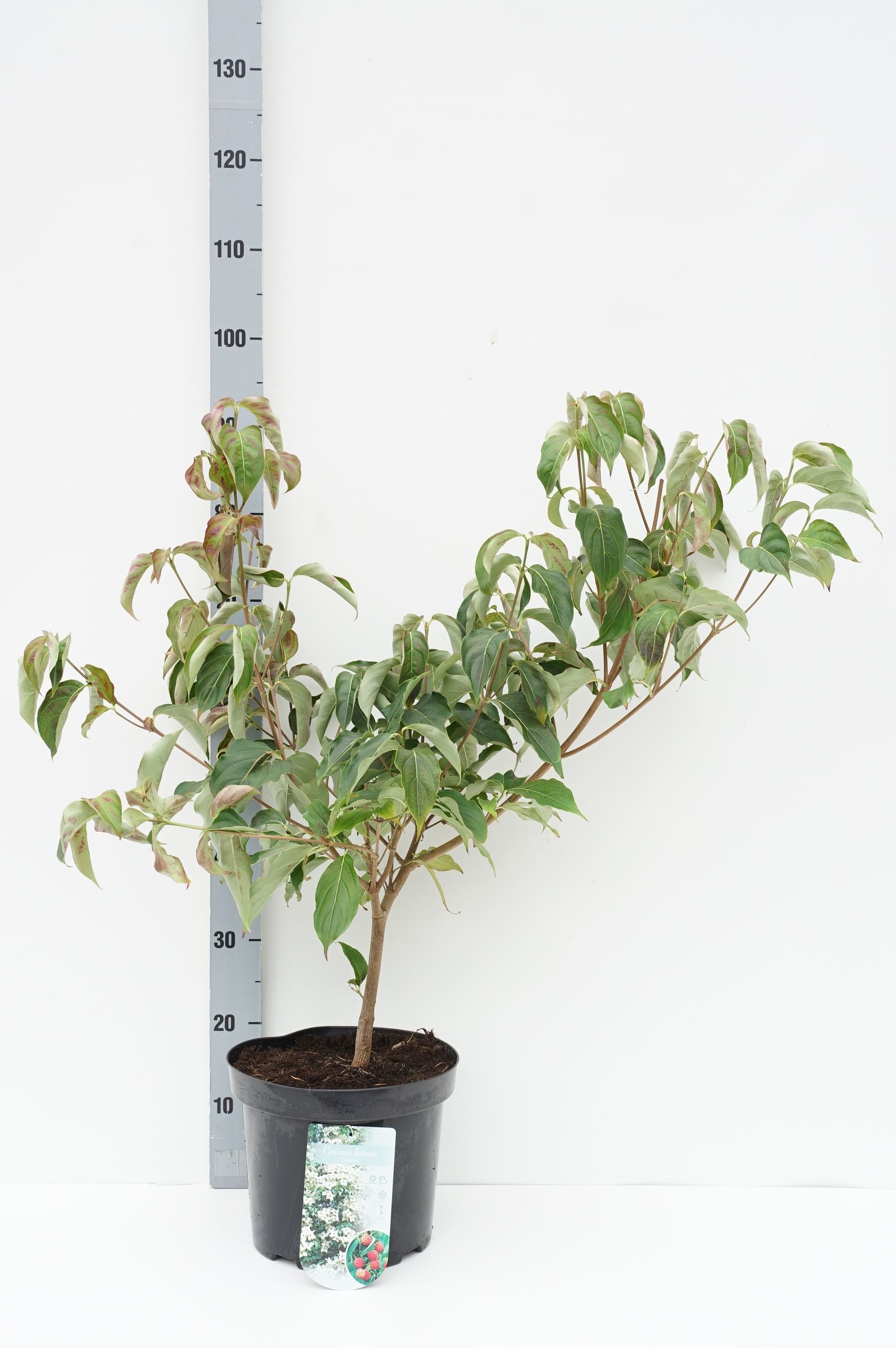 Kornell kousa chinensis - C7,5/P26 60-80 CM