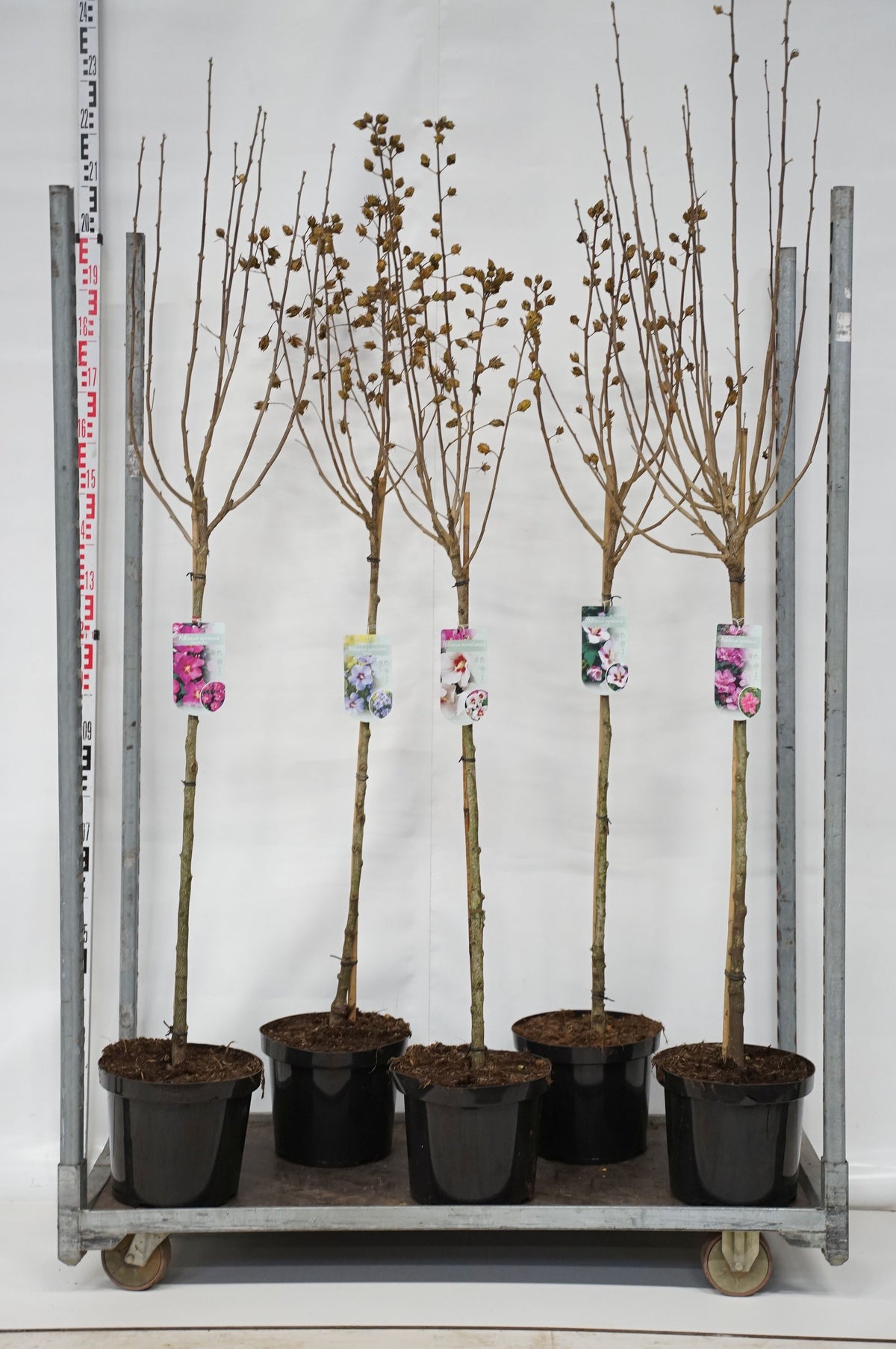 Hibiscus syriacus i sorter C7,5 (7,5 liters kruka) 40-50 cm