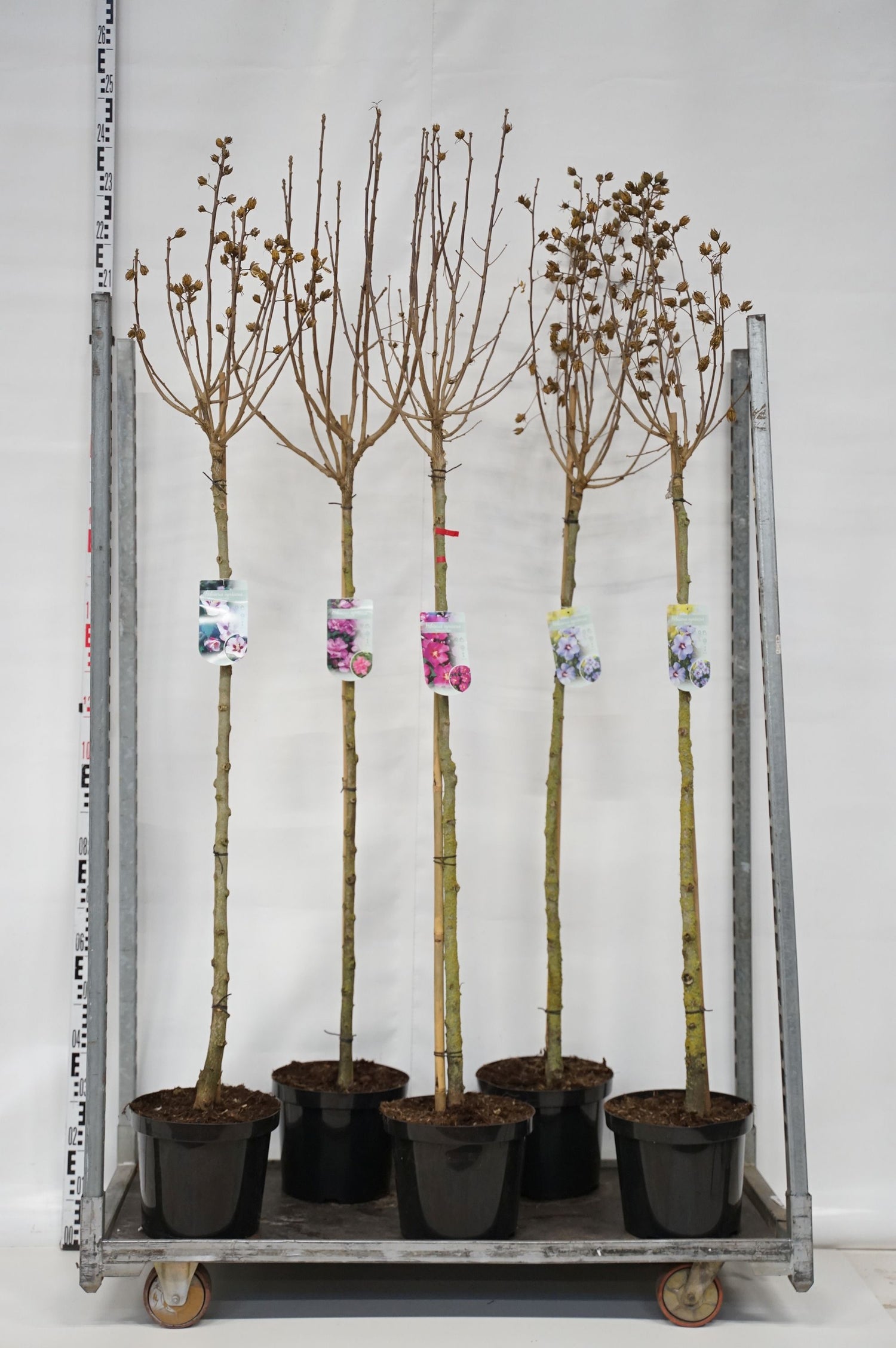 Hibiskus syriacus in cultivars - 120 CM STEM C10