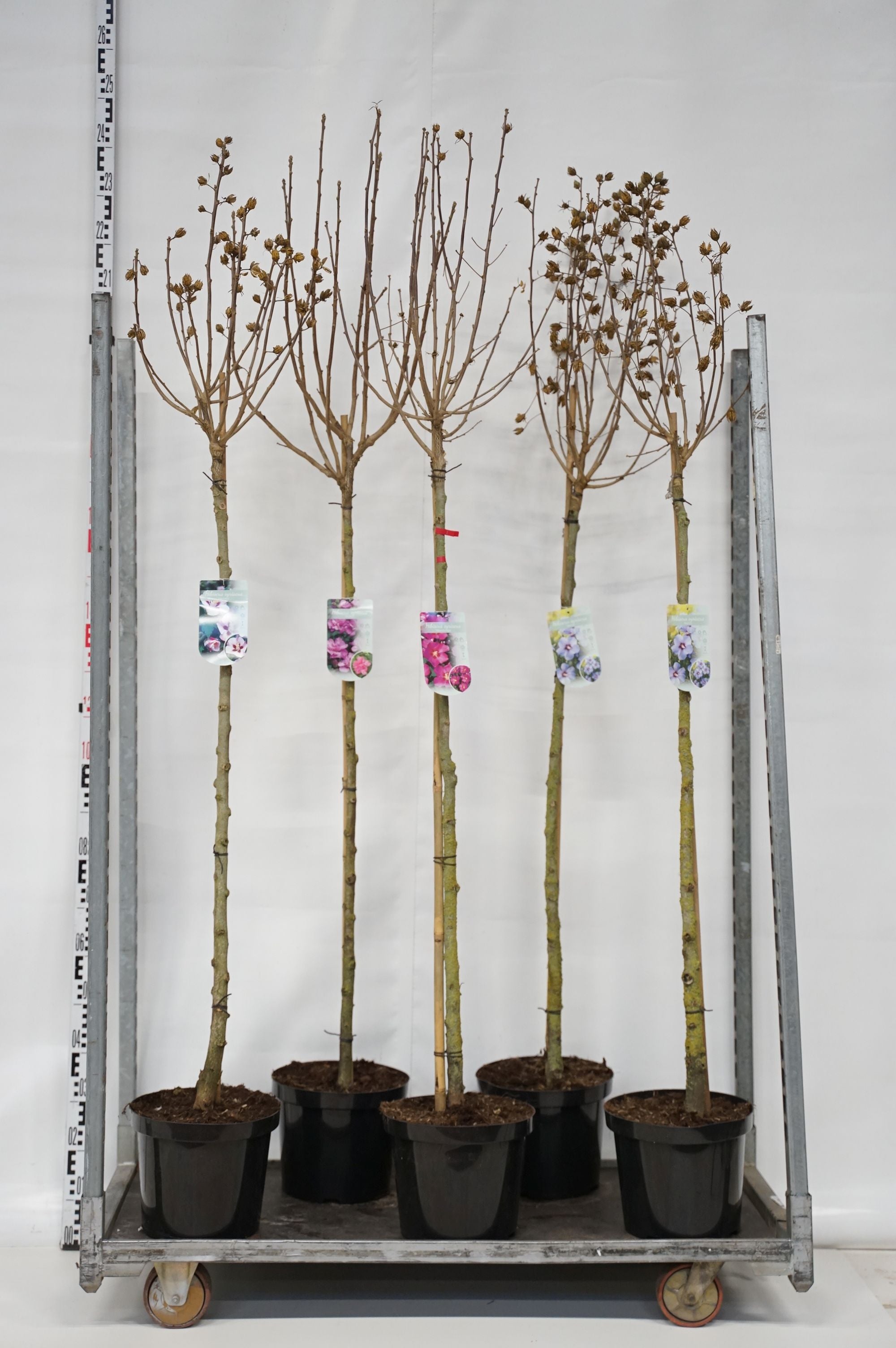 Hibiskus syriacus in cultivars - 120 CM STEM C10