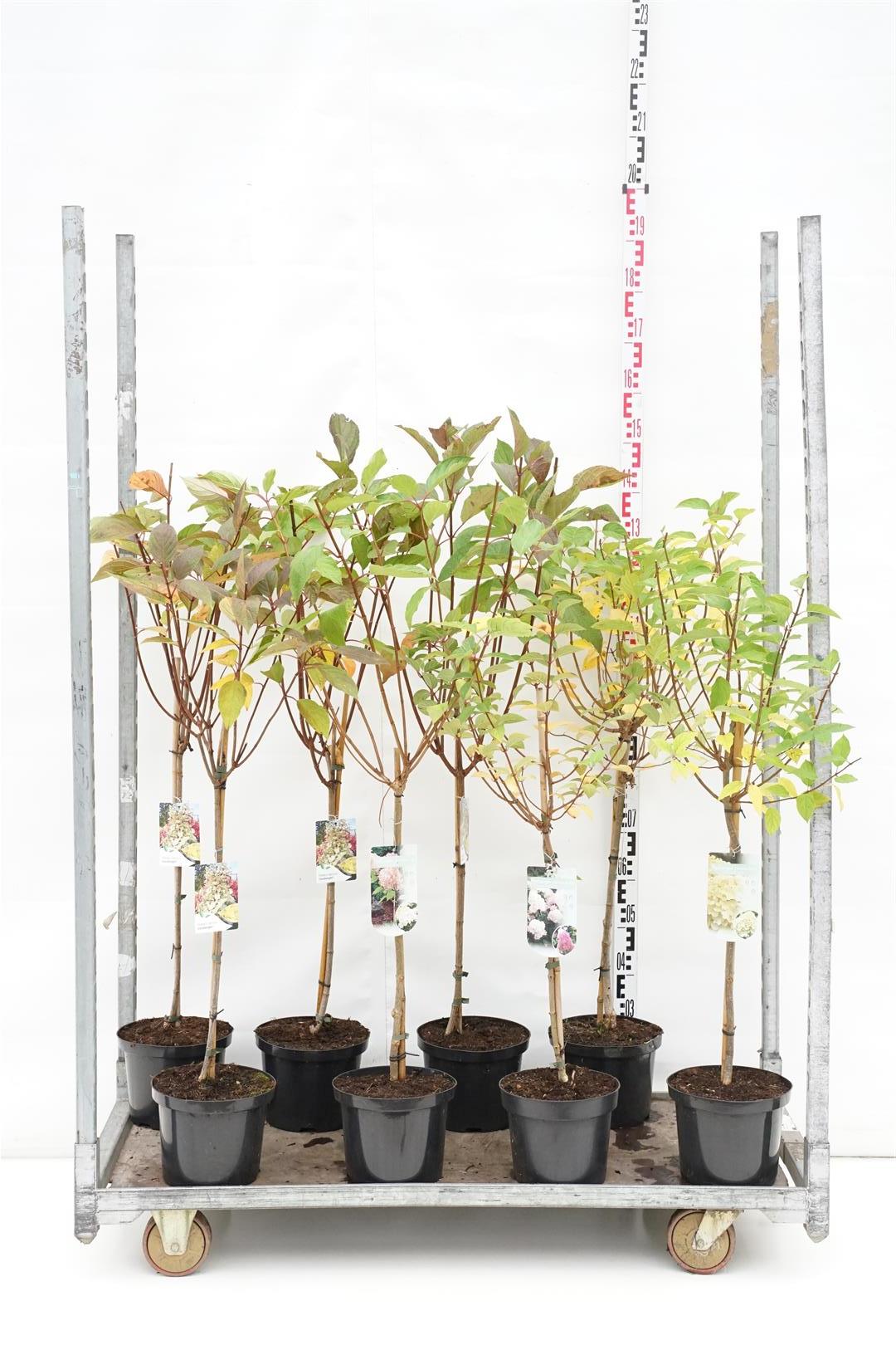 Hortensia pan. in cultivars - 60 CM STEM C5/P23