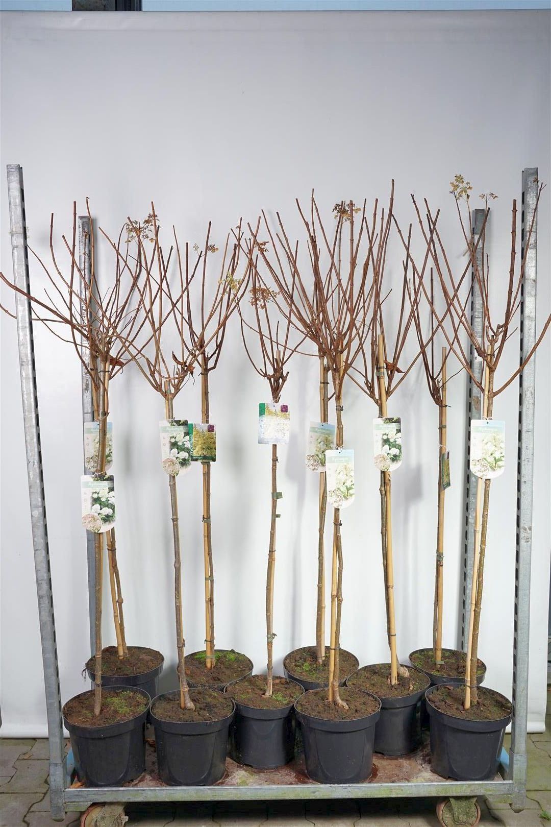 Hortensia pan. in cultivars - 90 CM STEM C7,5/P26