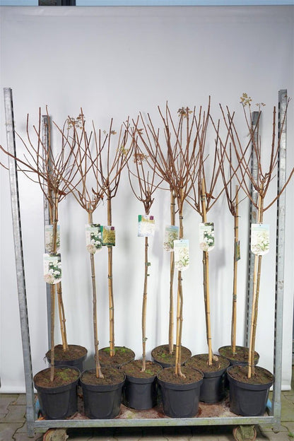 Vipphortensia i sorter (Hydrangea paniculata) 90 cm stam, C7,5