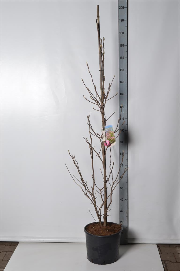 Magnolia &