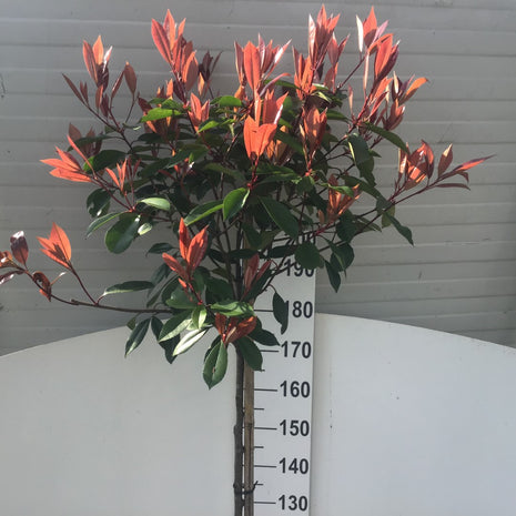 Photinia fraseri 'Red Robin'