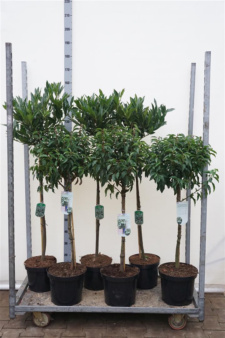 Körsbär laur. in cultivars - MIX CC STEMS