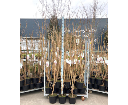 Prunus serr. &