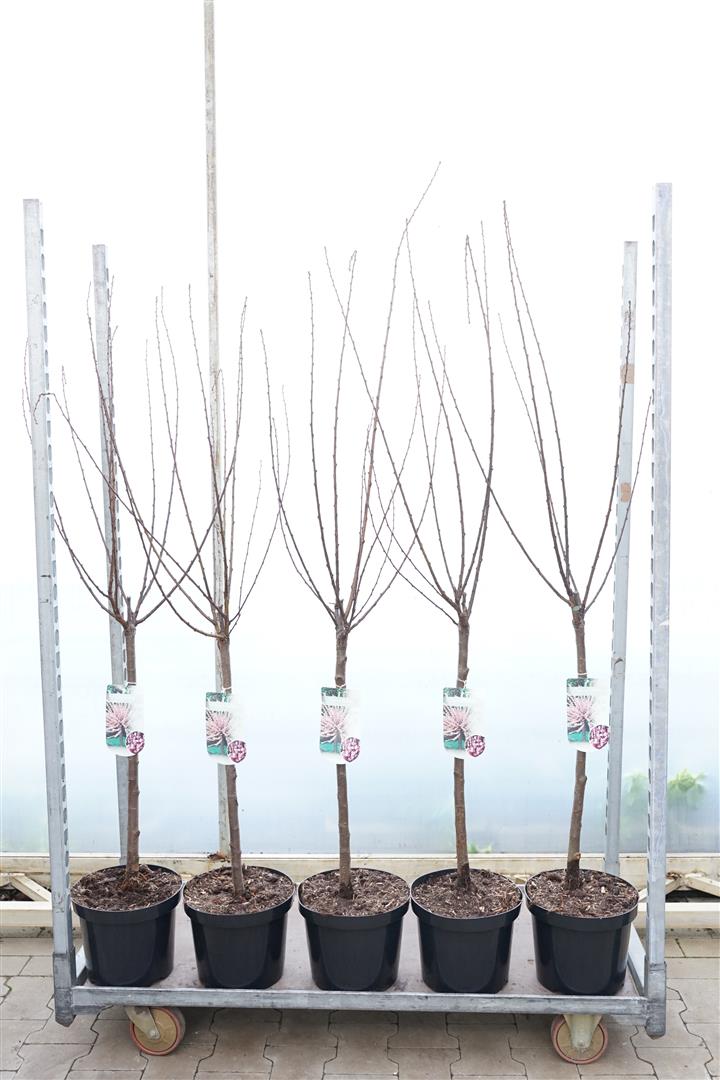 Mandel triloba - 60 CM STEM C7,5/P26