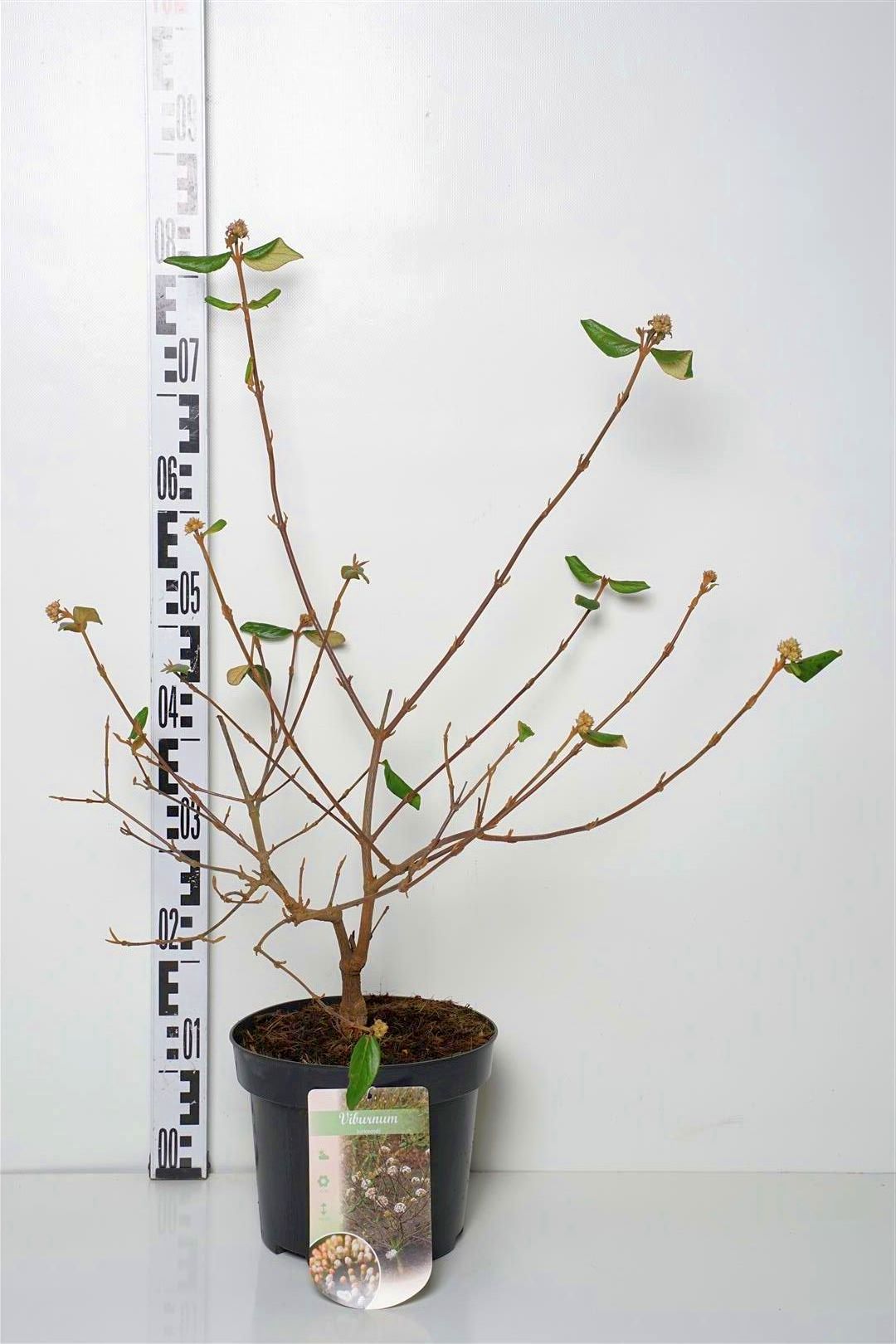 Olvon burkwoodii - C5/P23 50-60 CM