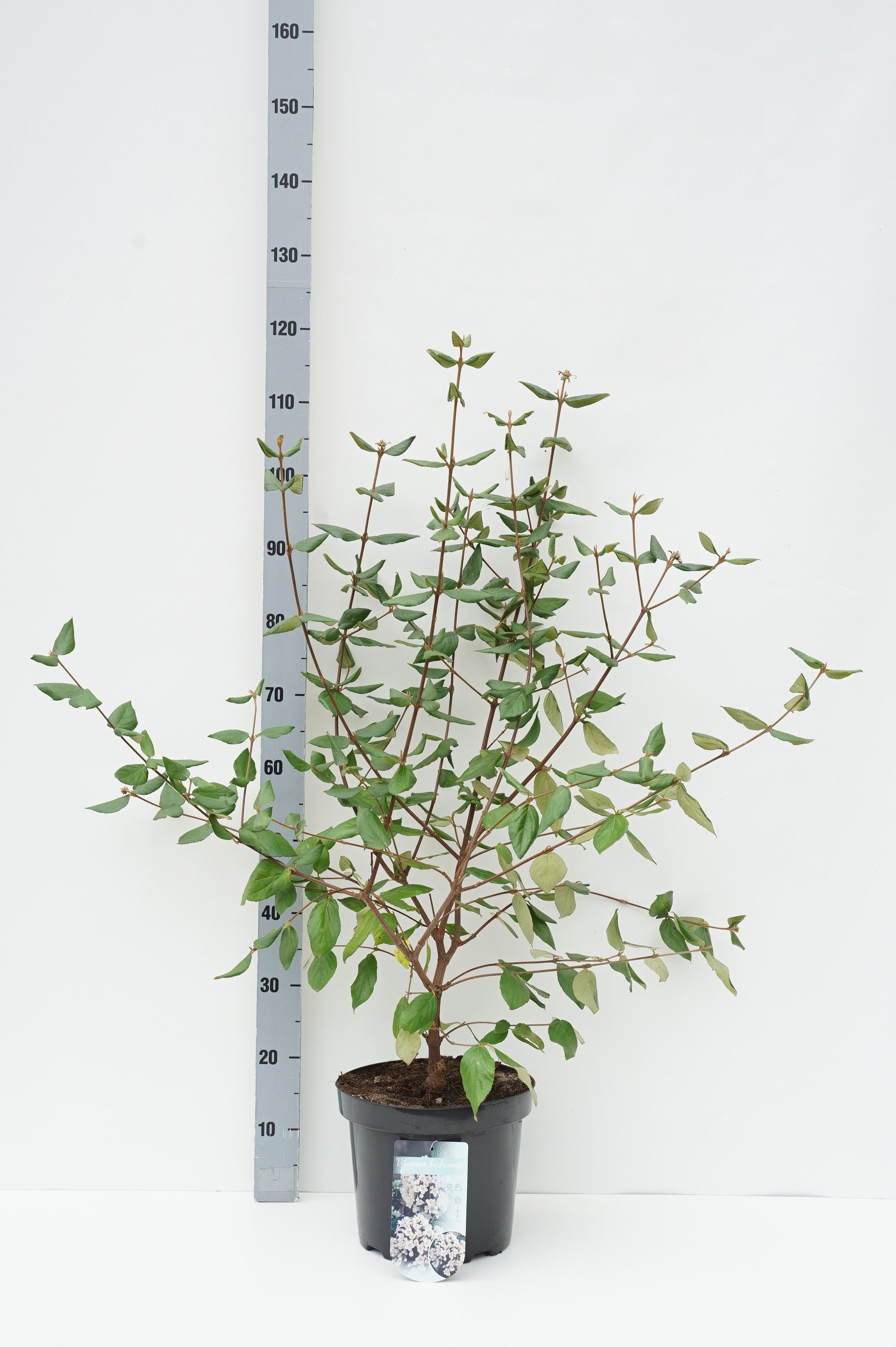 Olvon burkwoodii - C7,5/P26 60-80 CM