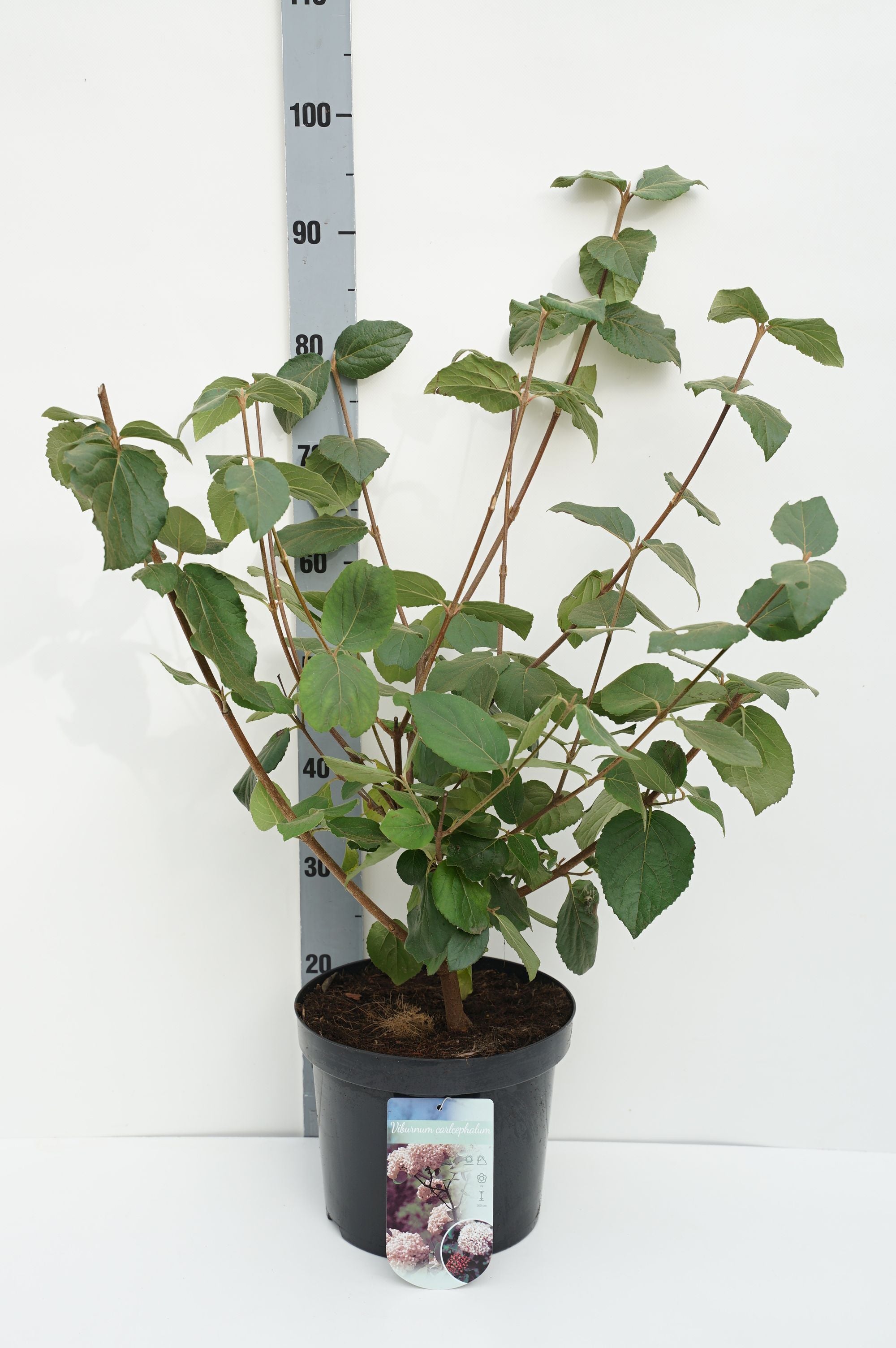 Olvon carlcephalum - C7,5/P26 60-80 CM