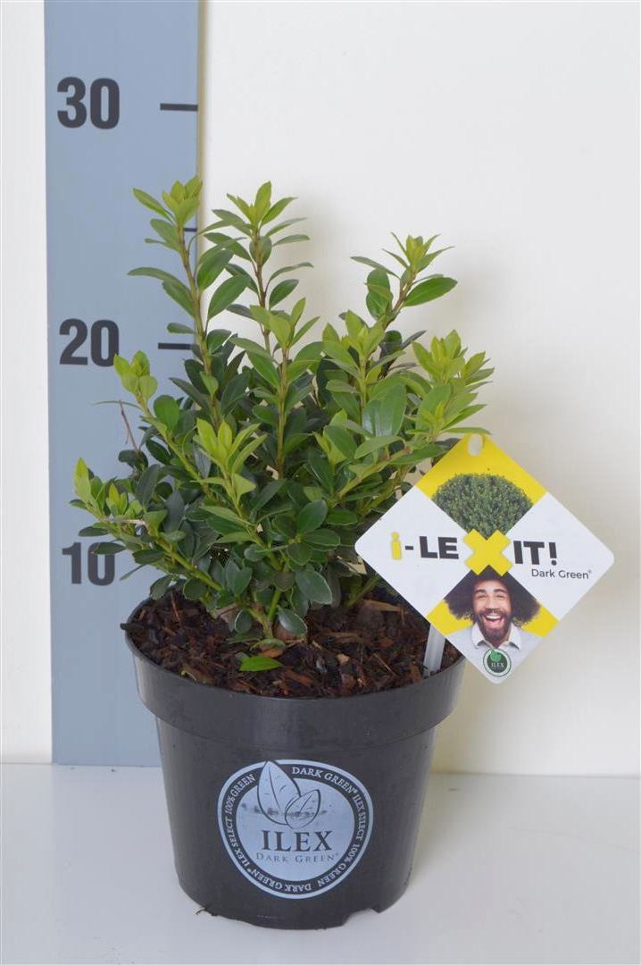 Ilex crenata &