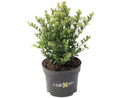 Ilex crenata &