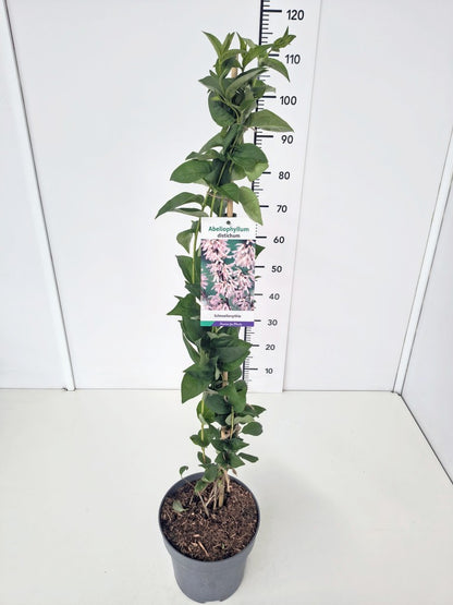 Abeliophyllum distichum 80-100 cm, C5 (5 liters kruka)