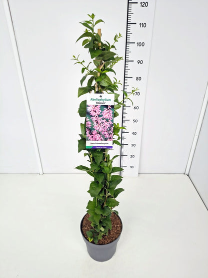 Abeliophyllum distichum &